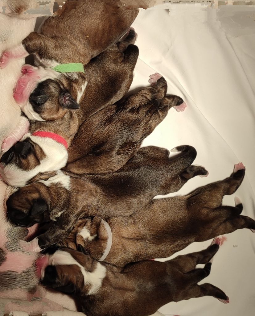 Des Santins De Guédés - Des bébés sont nés pour la St Valentin
