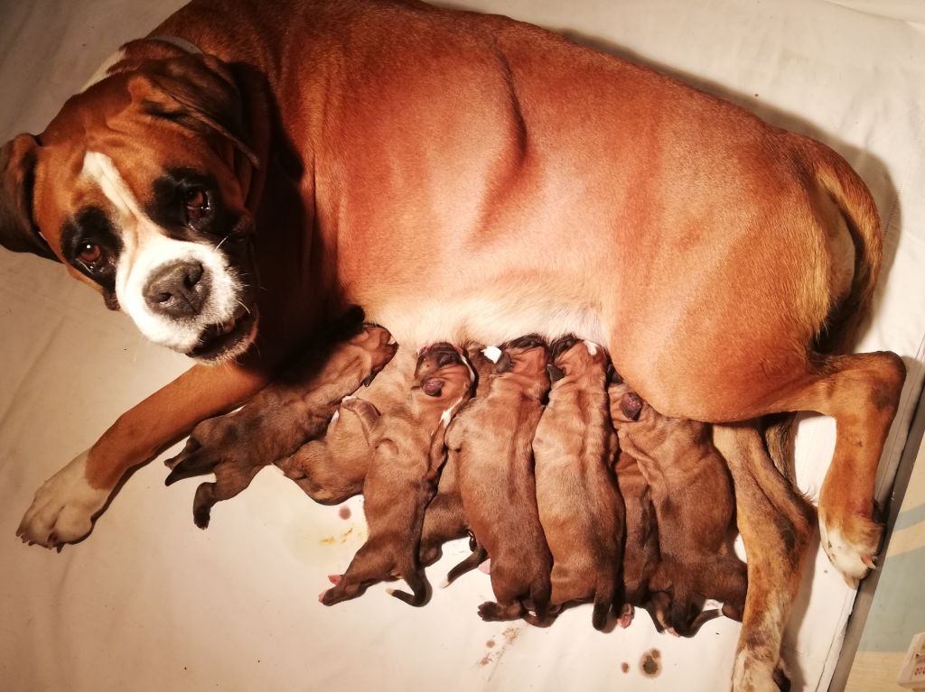 Chiot Boxer Des Santins De Guédés