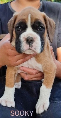CHIOT