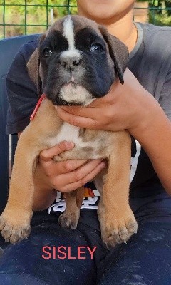 CHIOT