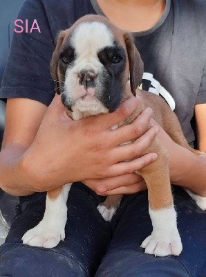 CHIOT