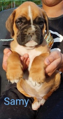 CHIOT