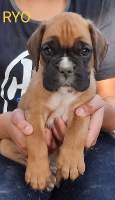 CHIOT
