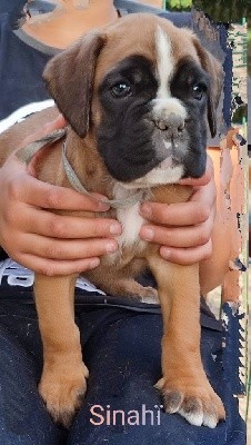 CHIOT