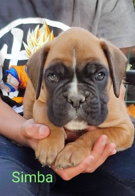 CHIOT