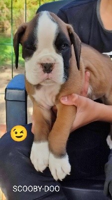 CHIOT